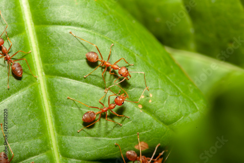Close up crowd red ant on green leaf in nature at thailand © pumppump