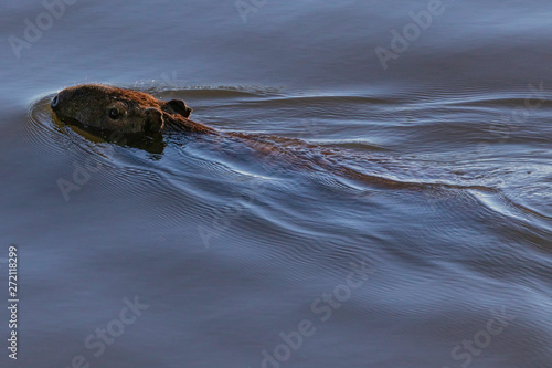 Lonely capybara swimming in the river