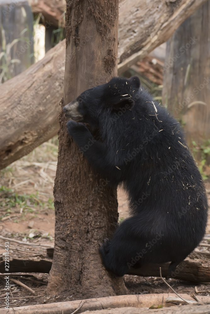 Obraz premium Asiatic black bear, Live in the forest with abundant and cool weather,In East Asia.