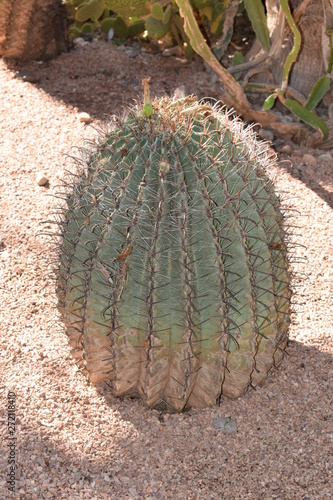 ogród botaniczny z kaktusami Majorelle, Maroko, Marrakesh
