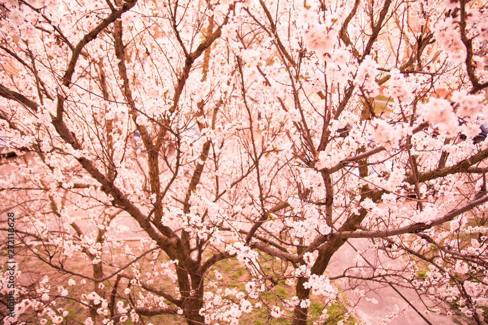 spring flowers on the trees against the sky spring flowers on the trees against the sky
