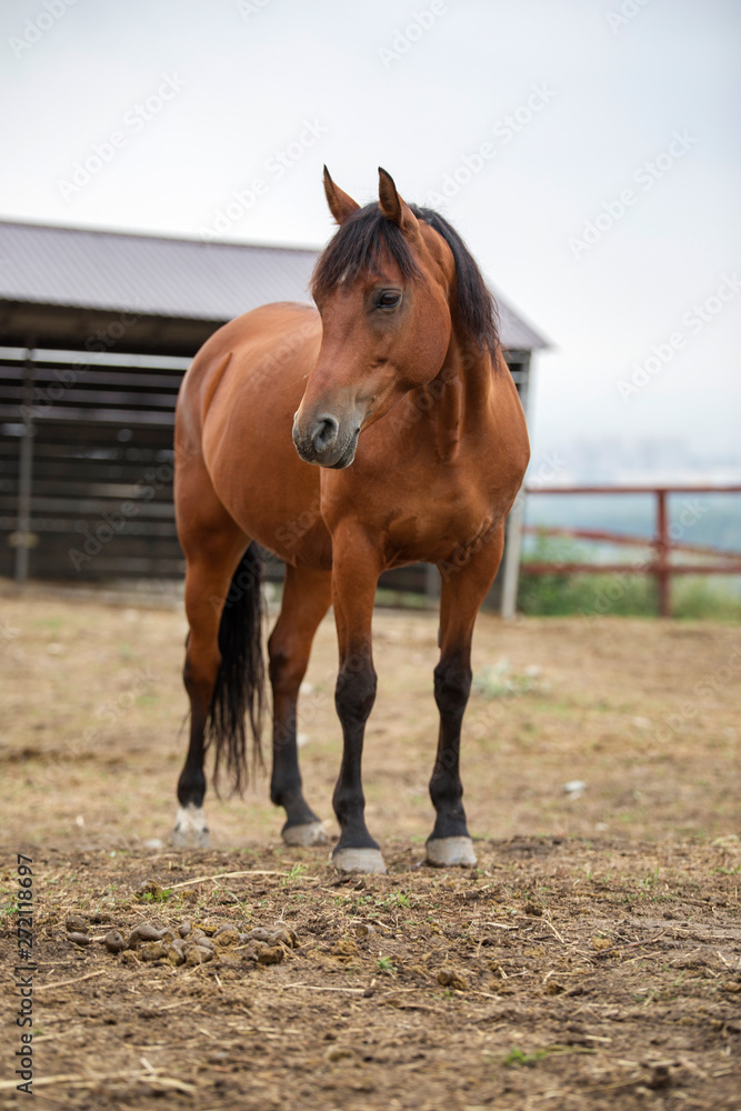 Fototapeta premium ogier arabski