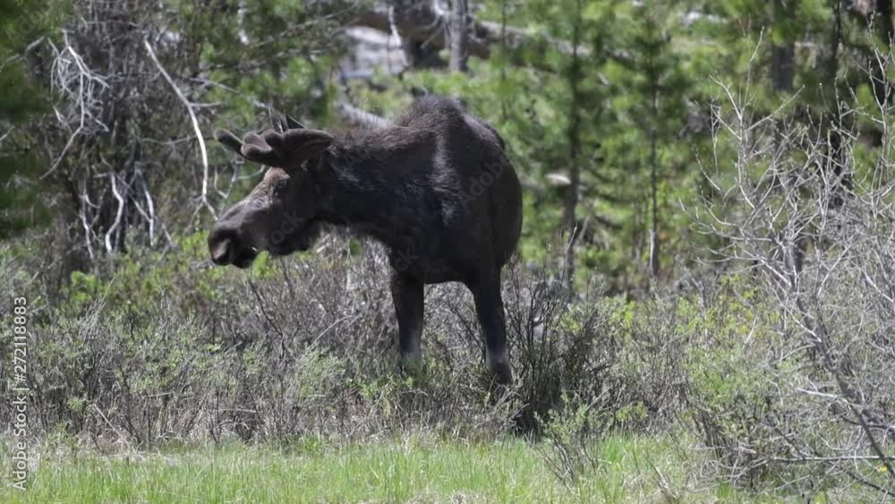 A Large Bull Moose Feeding near a Lake in Colorado A Large Bull Moose Feeding near a Lake in Colorado