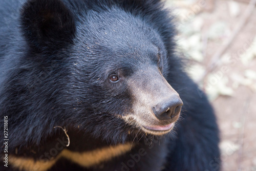 Baby bear, is playing fun.