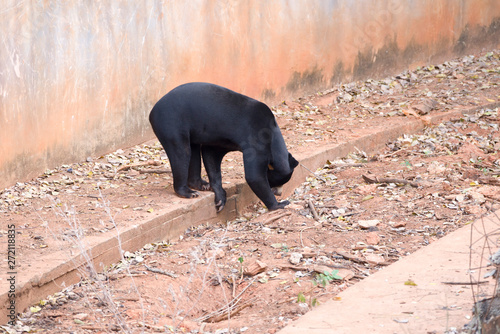 Malayan sun bear are walking relax on the rock.