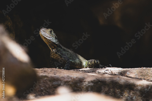 lizard on rock © Jacob