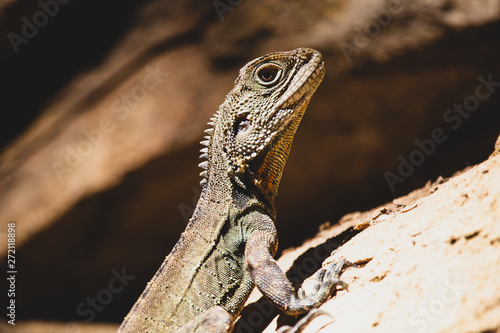 lizard on rock © Jacob