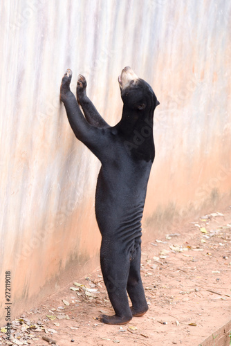 Malayan sun bear are walking relax on the rock.