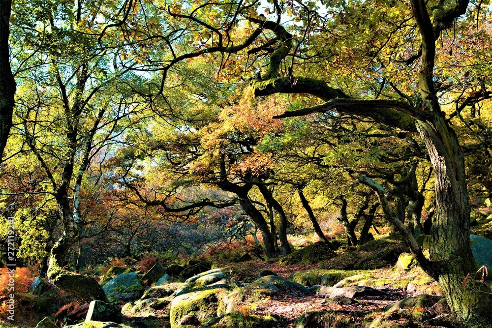 Deep in ancient oak forest, in Padley Gorge, Grindleford Deep in ancient oak forest, in Padley Gorge, Grindleford
