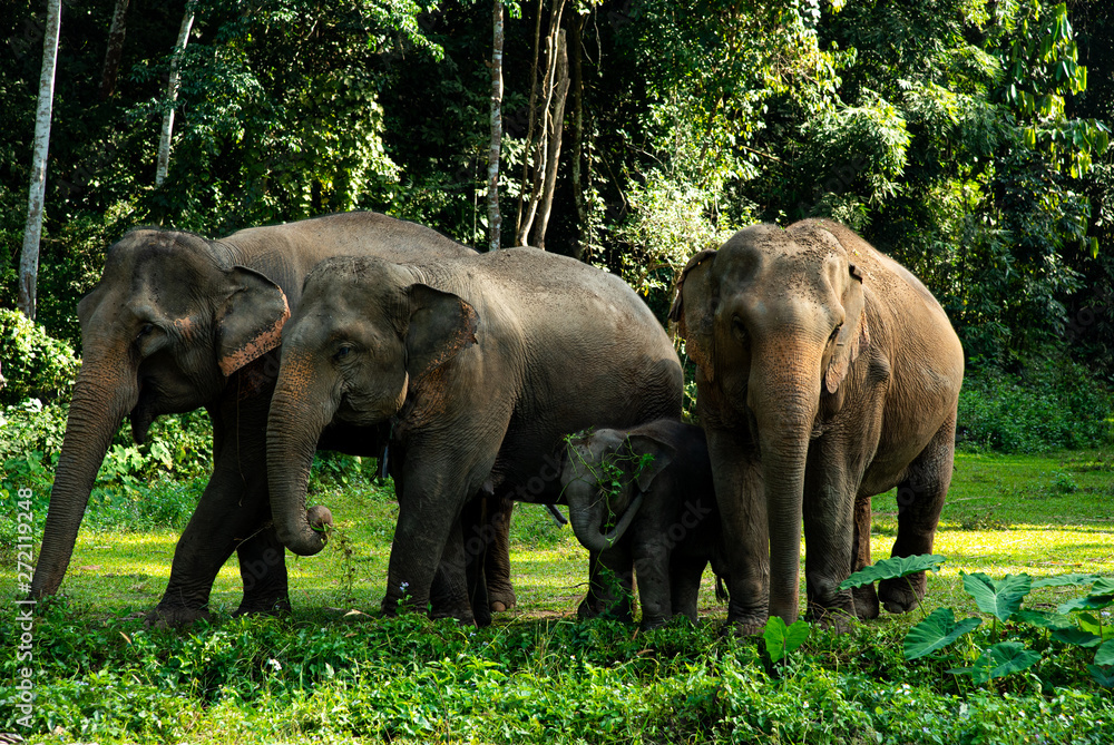 Happy Asian elephants and baby enjoy lifestyle with fresh food environment at the tropical forest with green trees background in Chiang Mai, Northern Thailand.