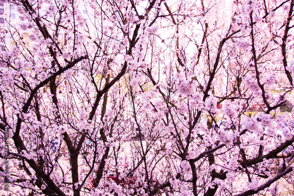 spring flowers on the trees against the sky spring flowers on the trees against the sky