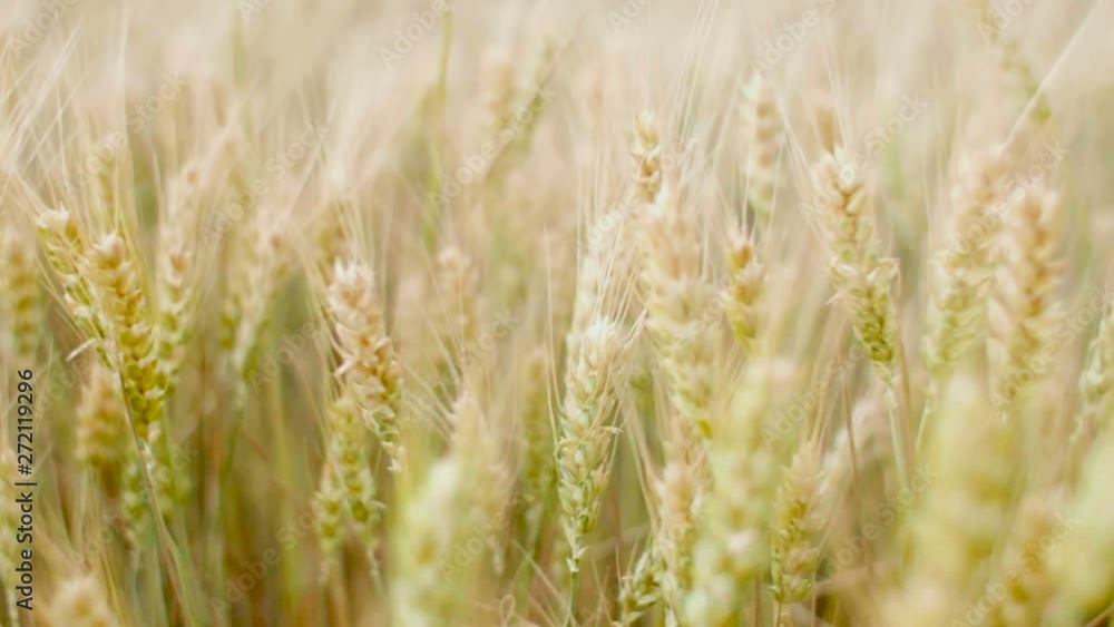 field of spikelets moving from the wind, the concept of beauty nature, agricultural grain crops, barley and wheat harvest for food industry field of spikelets moving from the wind, the concept of beauty nature, agricultural grain crops, barley and wheat harvest for food industry