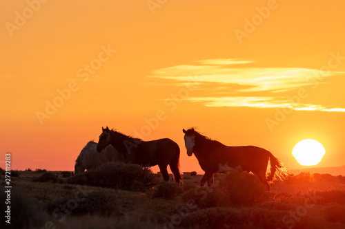 Fototapeta Naklejka Na Ścianę i Meble -  Wild Horses in a Beautiful High Desert Sunrise