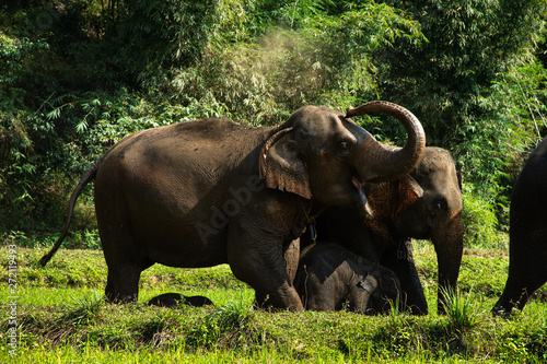 Happy group of Asian elephants raising trunk and enjoy life in Chiang Mai  Thailand.