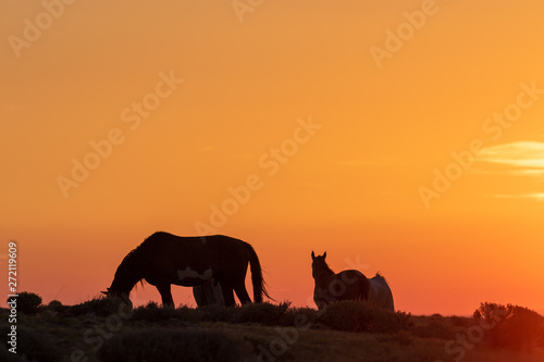 Wild Horses in a Beautiful High Desert Sunrise