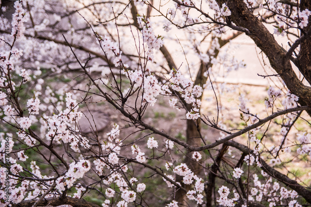 spring flowers on the trees against the sky spring flowers on the trees against the sky