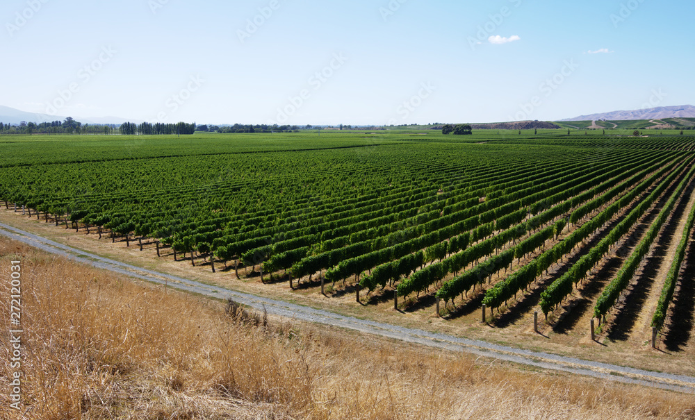 Wine country landscape summer panorama vineyard rows over view Blenheim New Zealand