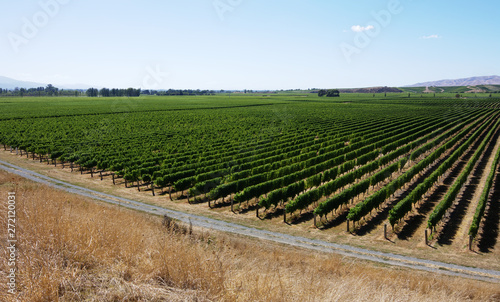 Wine country landscape summer panorama vineyard rows over view Blenheim New Zealand