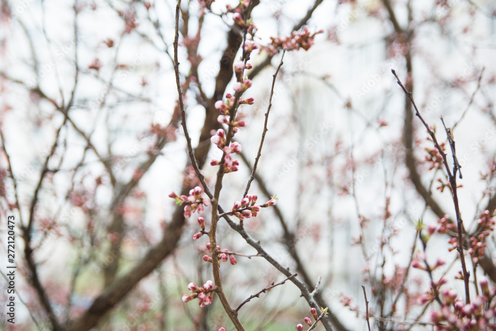 spring flowers on the trees against the sky spring flowers on the trees against the sky