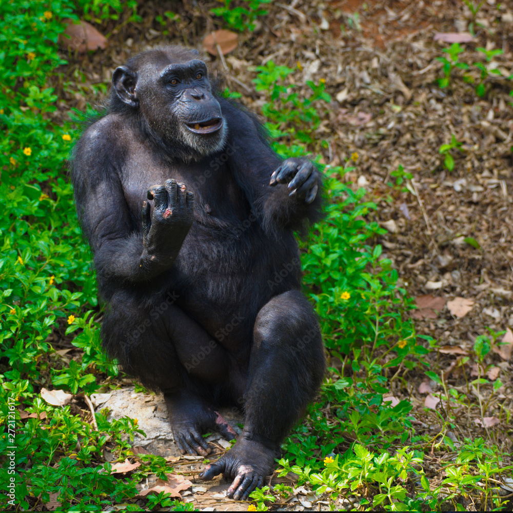 Chimpanzee,animal with brains nearby mankind. Chimpanzee,animal with brains nearby mankind.