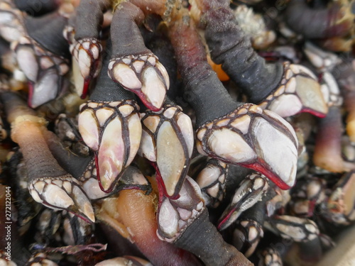 Quadro em tela Many fresh barnacles (pedunculata) for sale at a fish market in Portugal