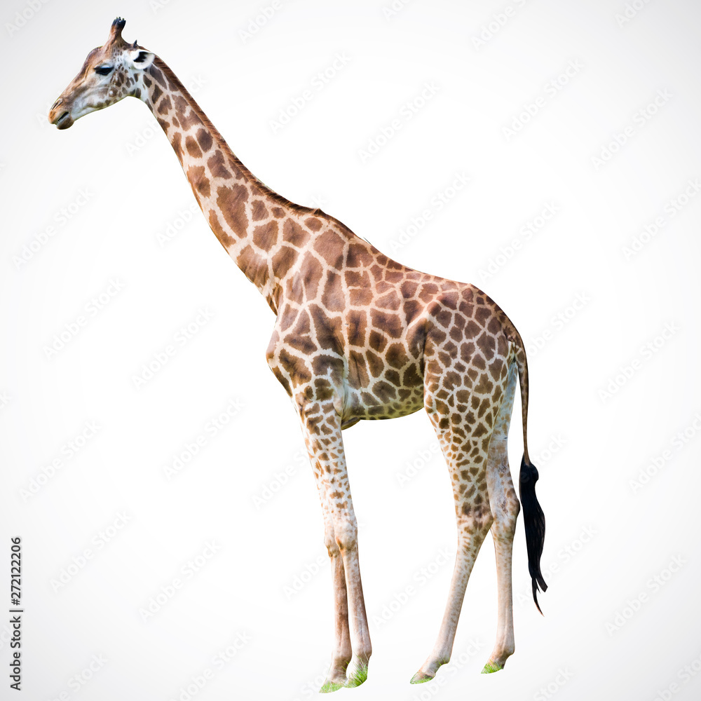 Obraz premium giraffe Isolated on the white background