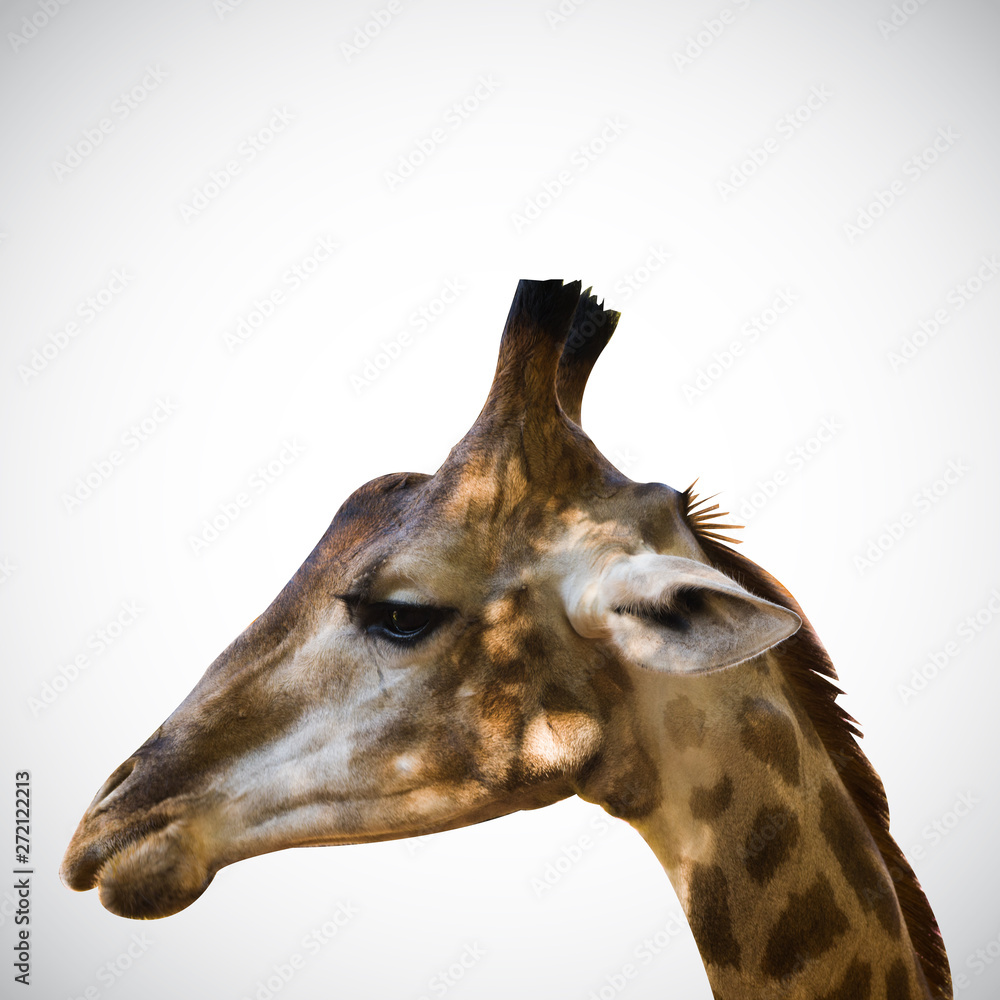 Obraz premium giraffe Isolated on the white background