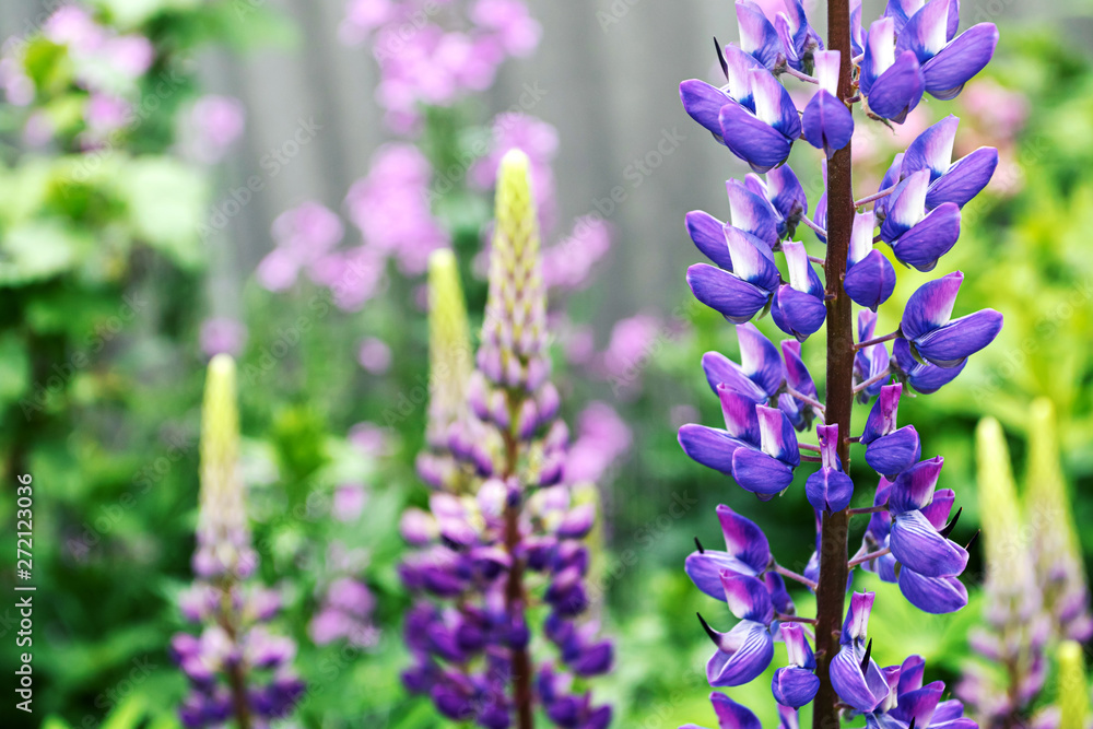 Purple lupine, flowerbed, summer background. Purple lupine, flowerbed, summer background.