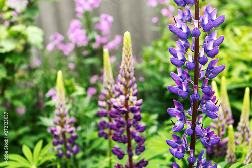 Purple lupine, flowerbed, summer background.