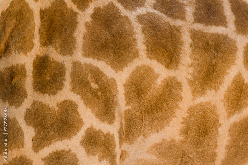 Genuine leather skin of giraffe with light at dark brown. Genuine leather skin of giraffe with light at dark brown.