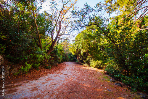 Road  Tree