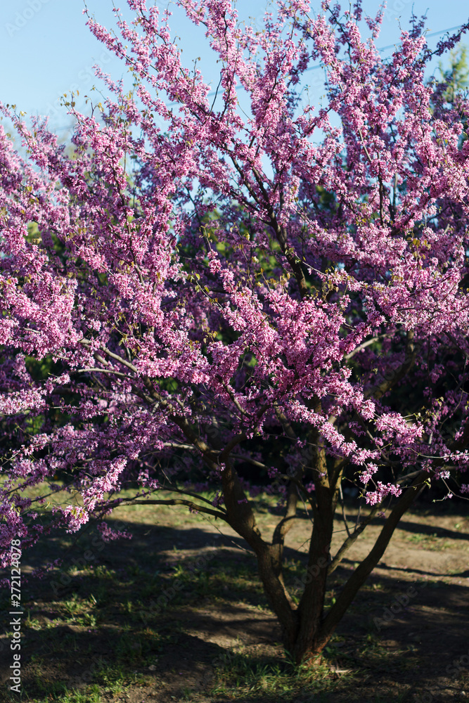 Blossoming decorative lilac tree on spring