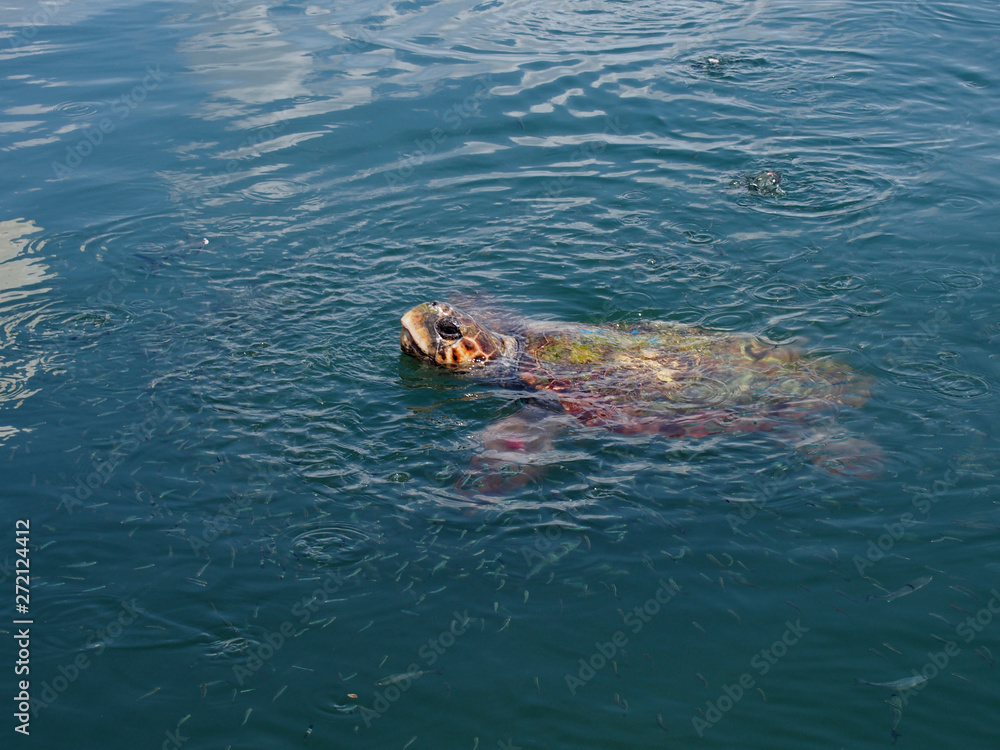 Fototapeta premium Caretta caretta turtle in port of Argostoli