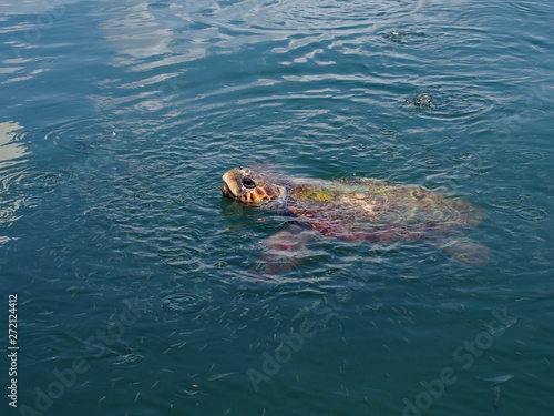 Caretta caretta turtle in port of Argostoli