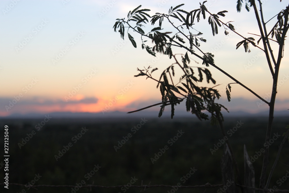 Fototapeta premium Entardecer