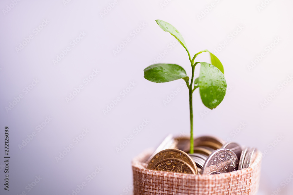Coins in sack and plant glowing in savings coins, Pension fund, 401K, Passive income, Investment and retirement concept. savings and making money, Business investment growth concept. Risk management. Coins in sack and plant glowing in savings coins, Pension fund, 401K, Passive income, Investment and retirement concept. savings and making money, Business investment growth concept. Risk management.