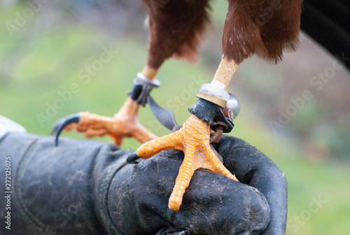 Adler auf dem Handschuh eines Falkners
