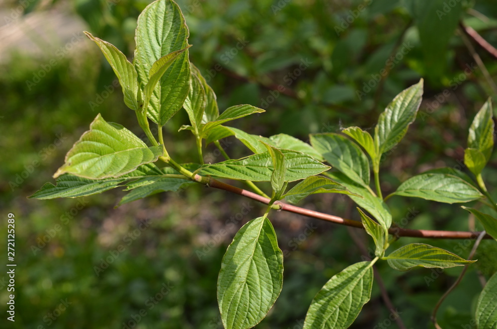 Dereń biały, liście wiosną, Cornus alba