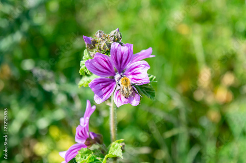 Wild laureate and bee on a flower close-up in the grass in the meadow. Summer landscape with field and forest flowers, bumblebee, bee.