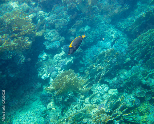 sea fish near coral, underwater