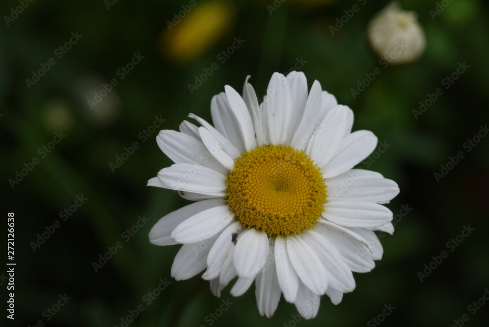 Fototapeta premium daisy in the grass