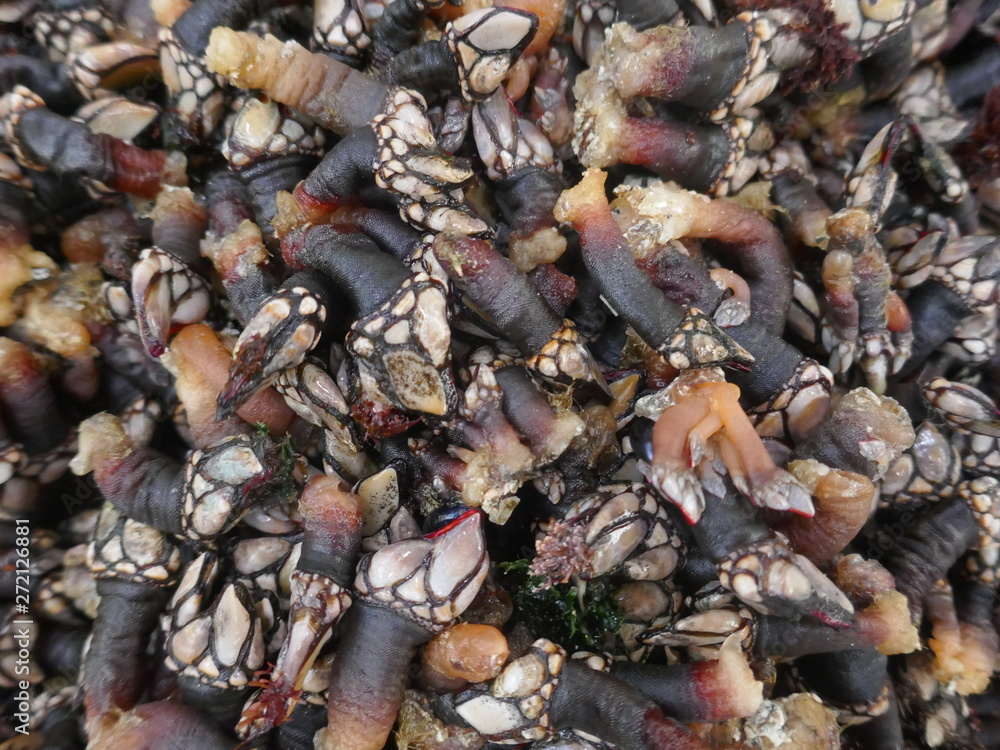 Fresh goose barnacles, percebes (pedunculata) for sale at a fish market in Portugal