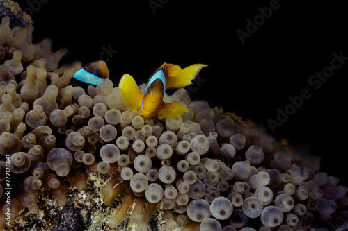 Peces payasos en anémonas de noche