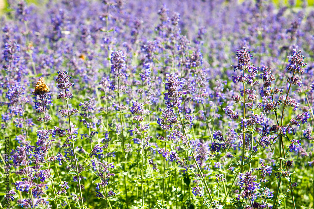 Obraz premium Glade of lavender lilac flowers on a clear Sunny day. Design backgrounds texture.