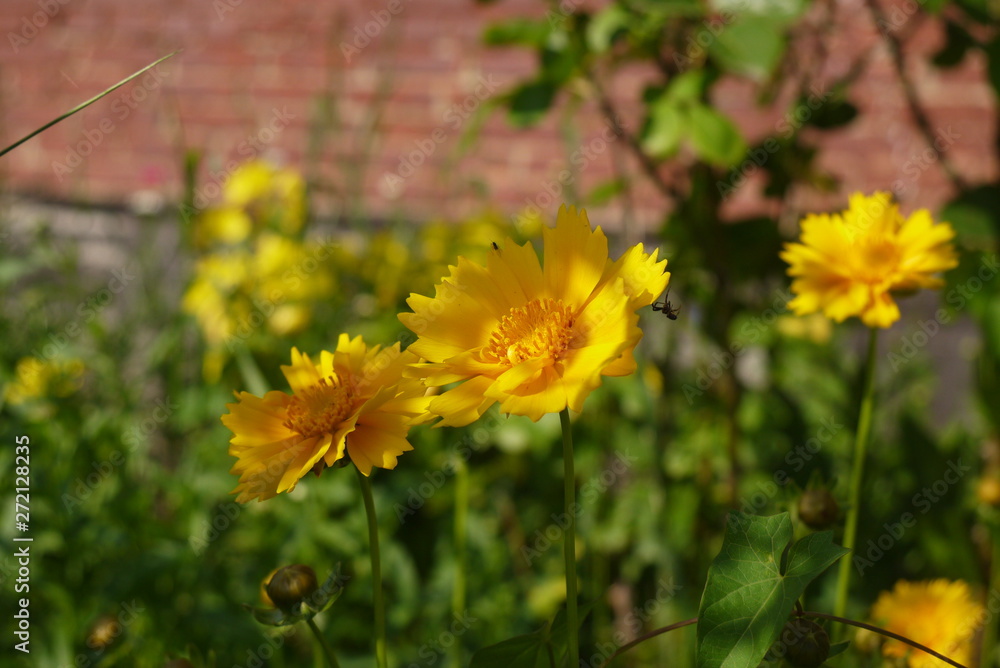 yellow flowers with small spider in the garden yellow flowers with small spider in the garden