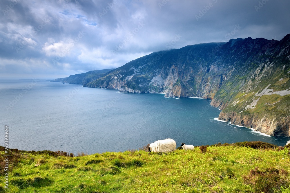 Sheep and lamb on the highest cliffs of Ireland