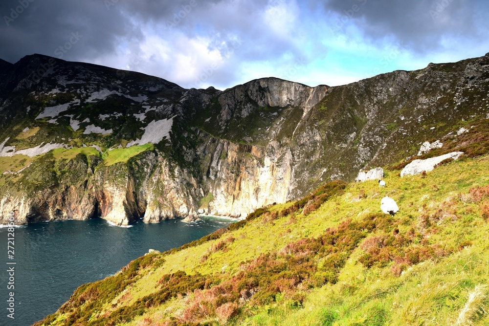 Sheep and lamb on the highest cliffs of Ireland Sheep and lamb on the highest cliffs of Ireland