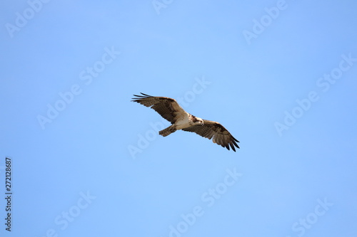 osprey flying looking for prey