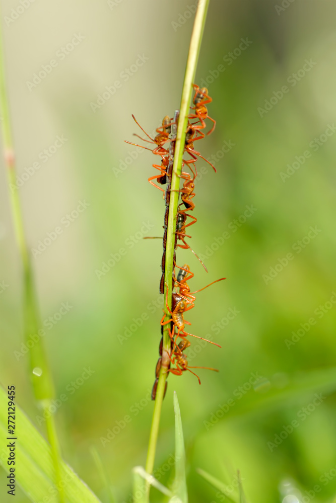  newly hatched insects on a blade of green grass