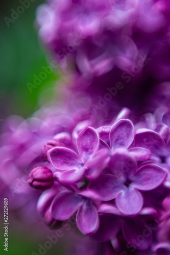 closeup of purple flower © Kevin Daugherty
